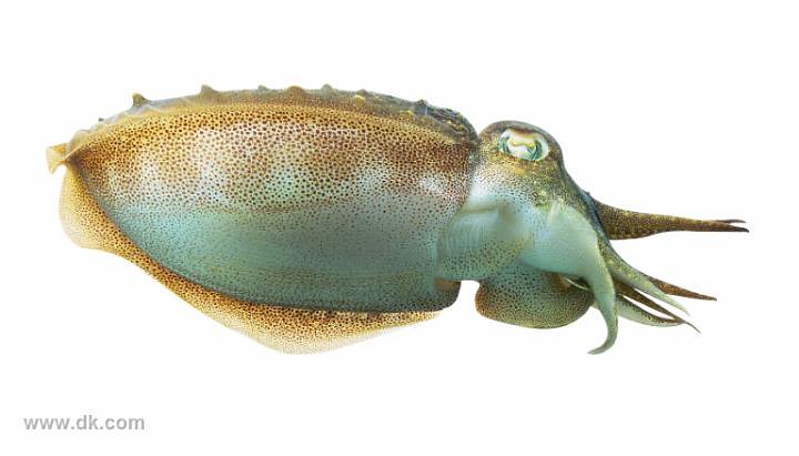 An ocean animal photograph. I have no idea which one!