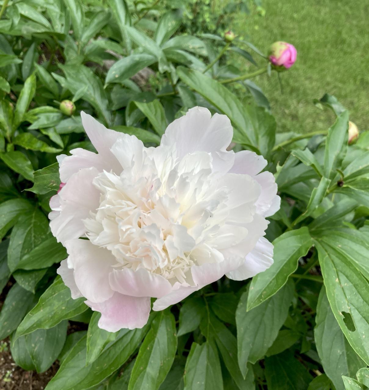 A dusty pink frilly flower, the size of a dinner plate.